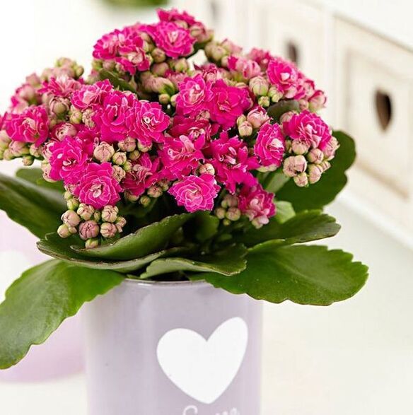 Kalanchoe prostatit tedavisi için