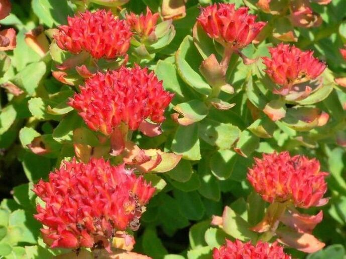 Prostatit tedavisi için Rhodiola rosea